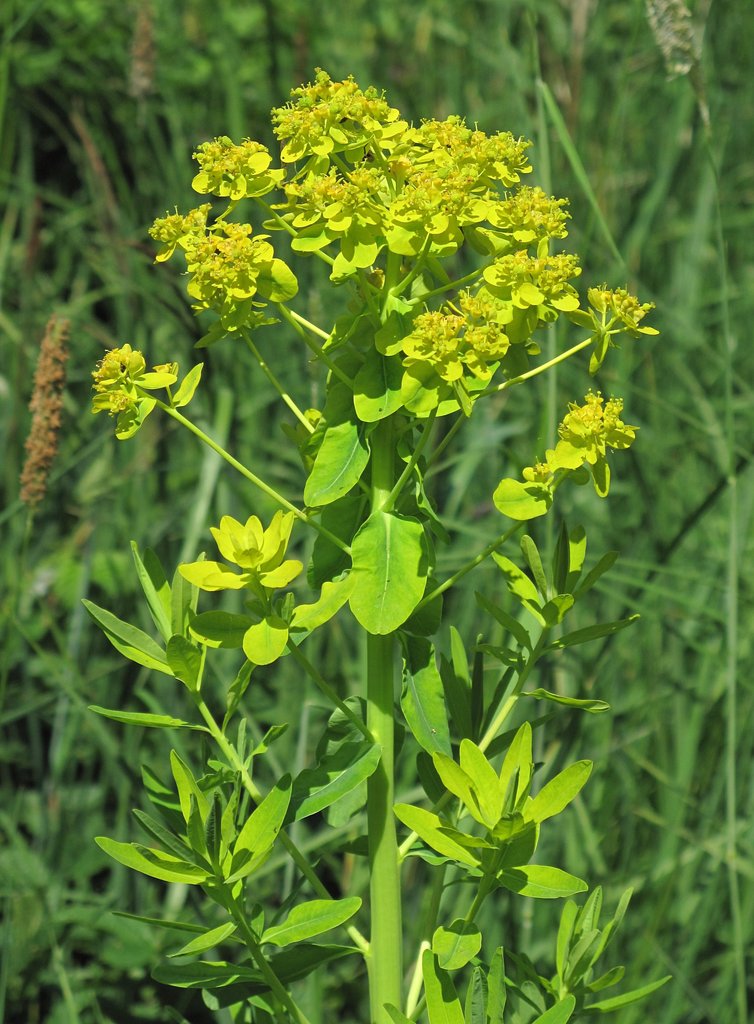 Euphorbia palustris